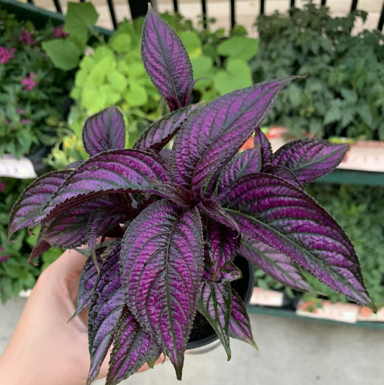 Photo of the plant species Strobilanthes dyerianus by @Mo0n_goddess named Violet on Greg, the plant care app