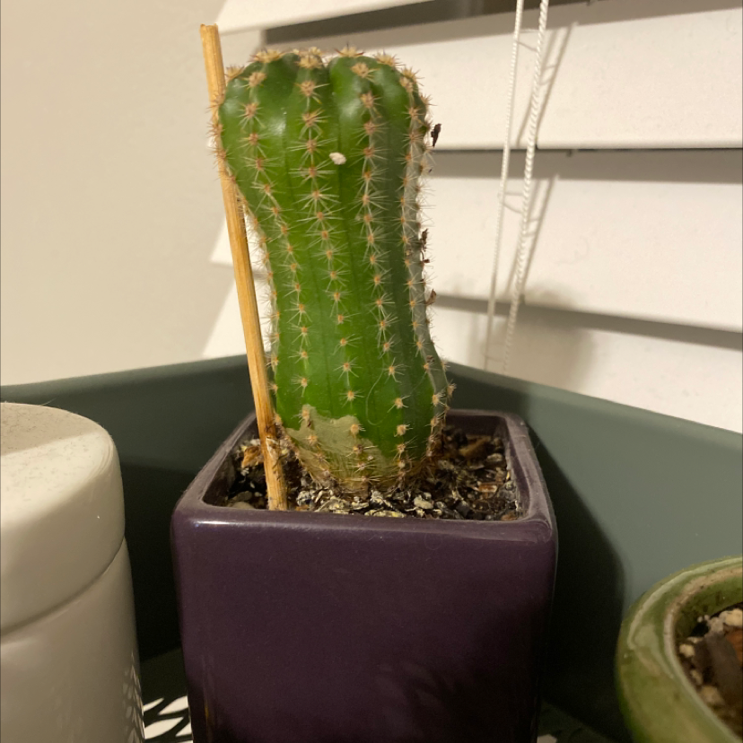 Blue Columnar Cactus in a small pot, appears healthy with no visible signs of distress.