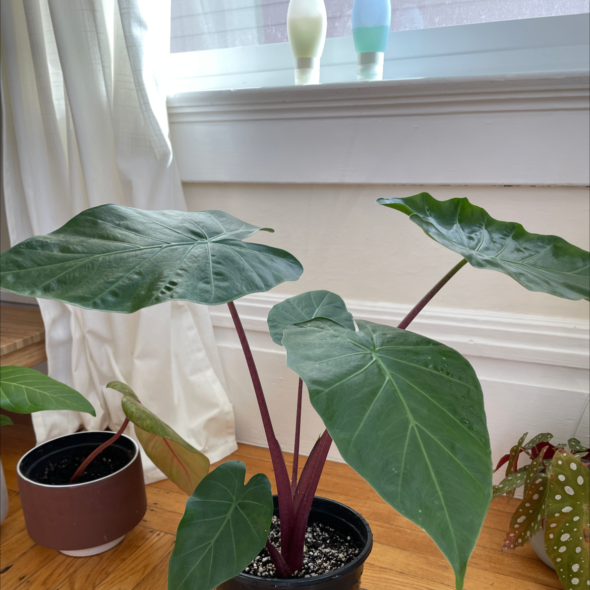 Taro plant with large green leaves in a pot, well-lit indoor setting.