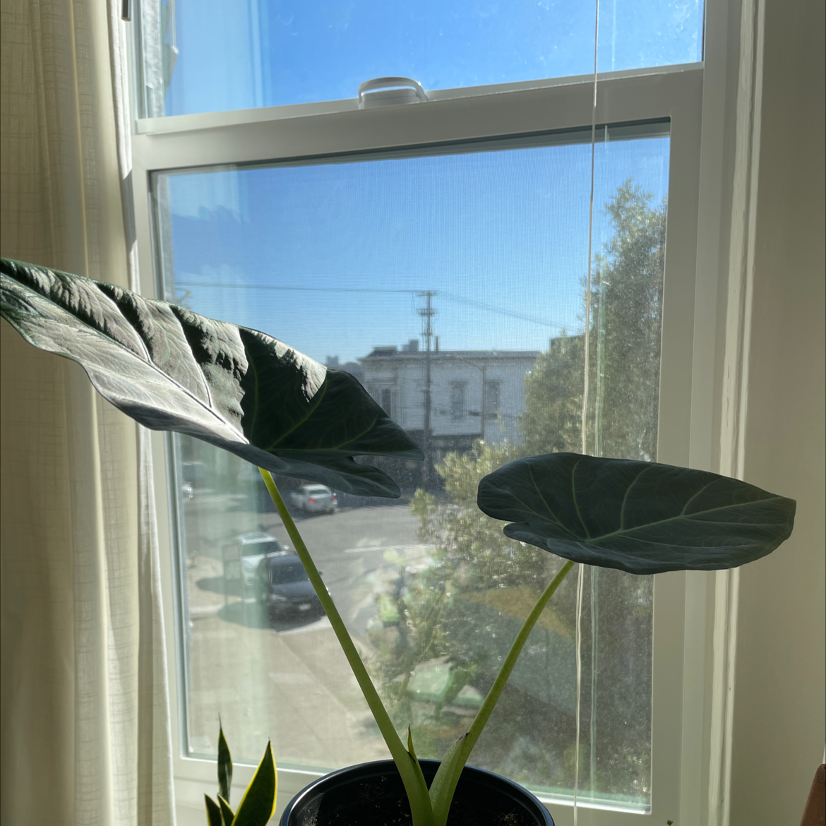 Taro plant with two large leaves near a window, receiving natural light.