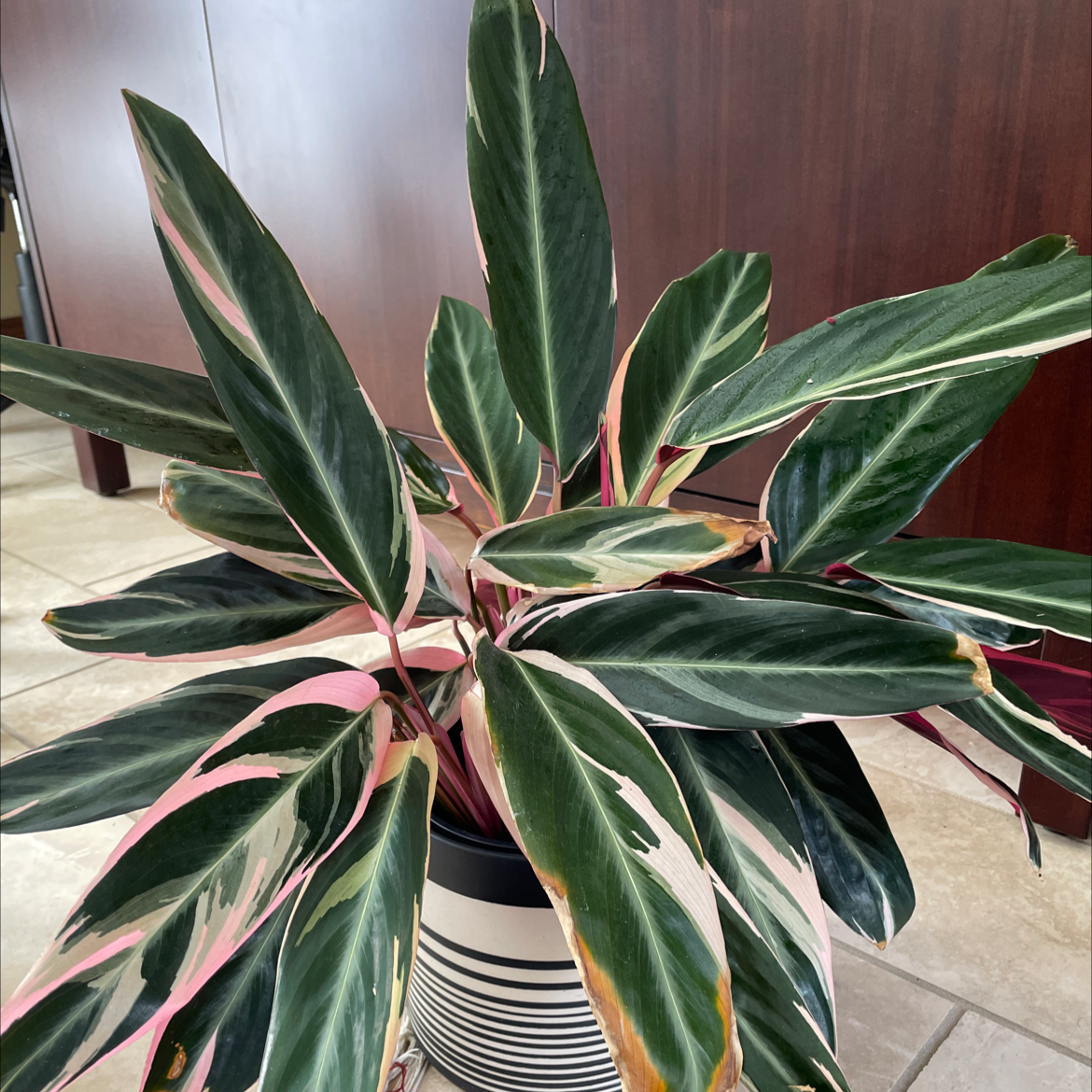 Never Never Plant with variegated leaves, some browning at the edges, in a striped pot.