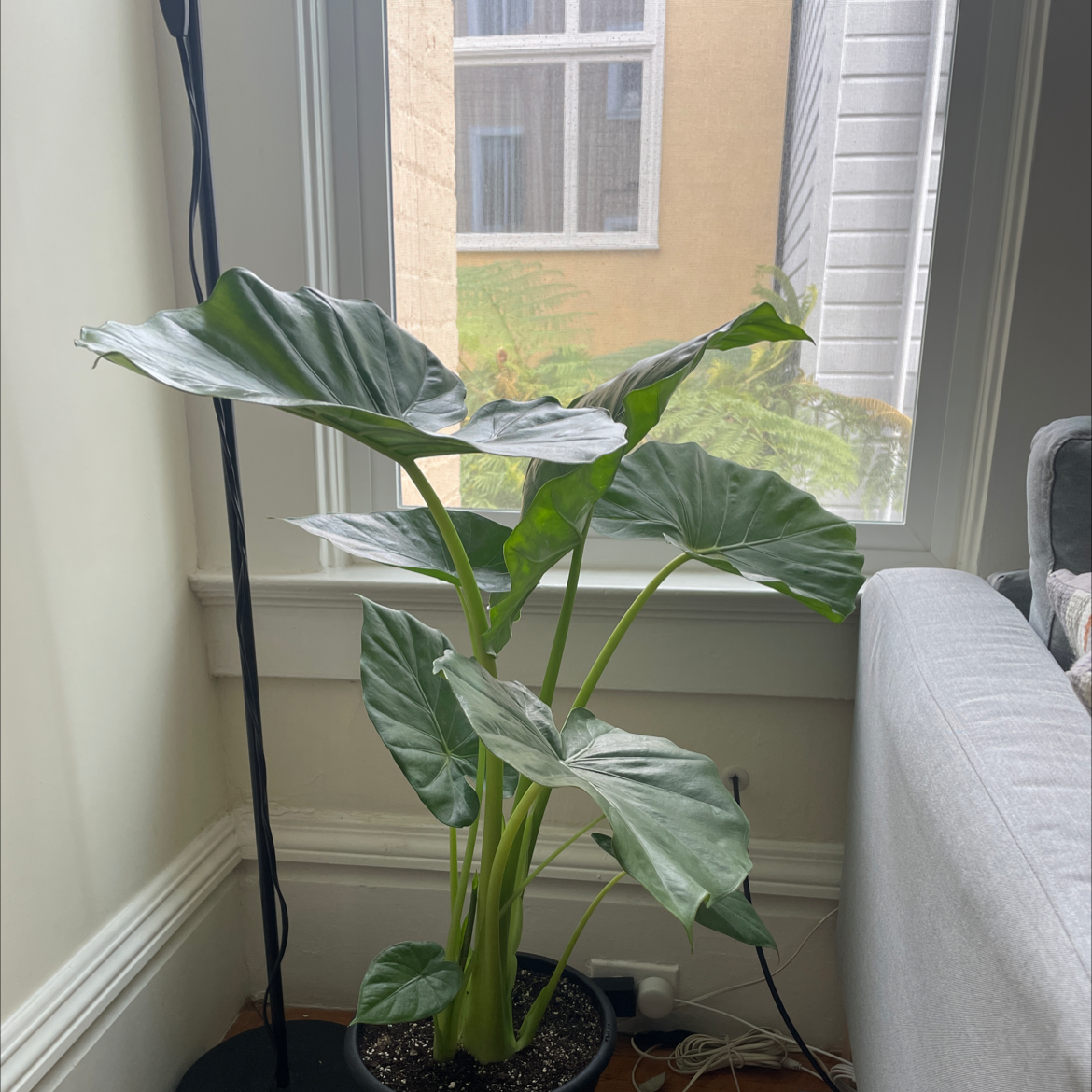 Indoor Taro plant with large green leaves near a window.