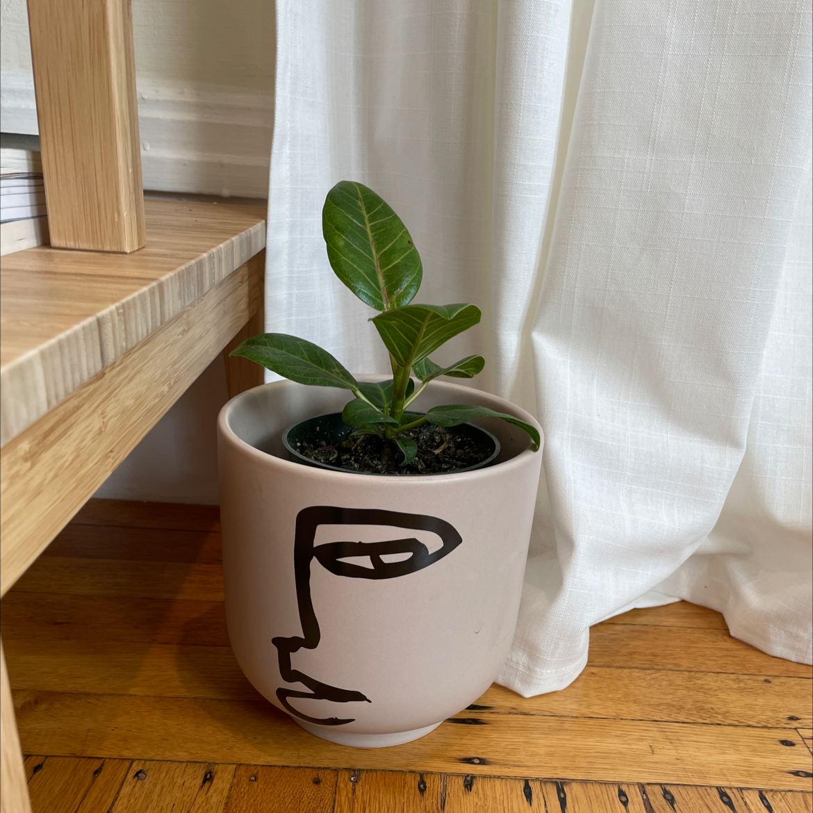 Why Are My Audrey Ficus Leaves Curling?