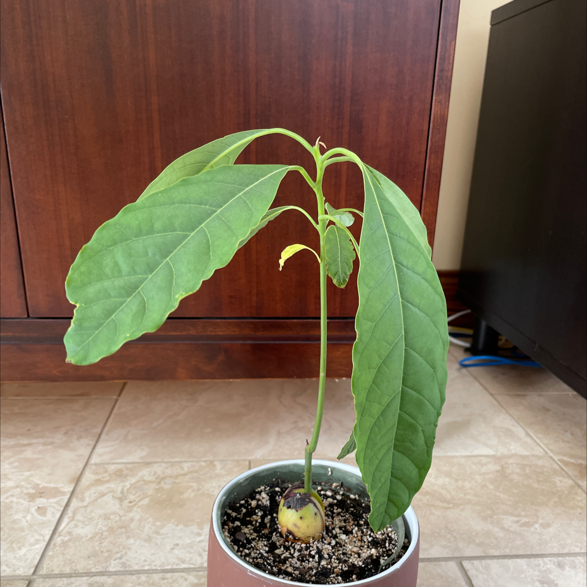 A healthy young avocado plant with vibrant green leaves growing in a small pot with soil, well-framed and in focus.