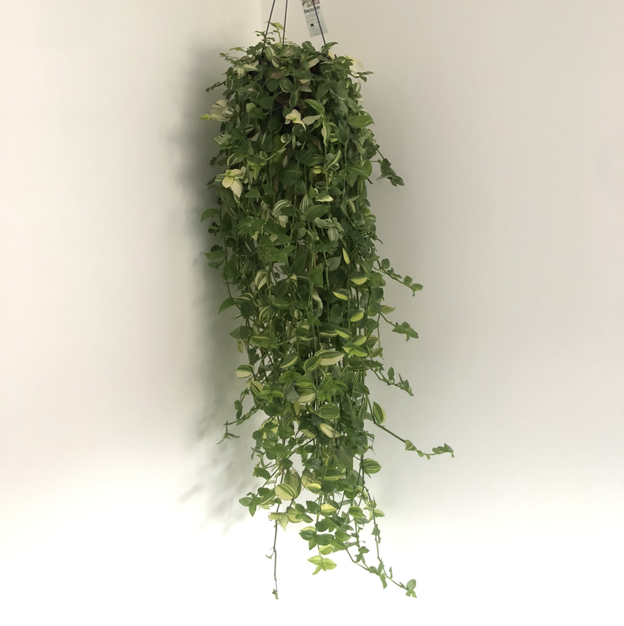 Photo of the plant species Tradescantia 'Yellow Zebra' by @nottodayben named Just hangin’ around on Greg, the plant care app