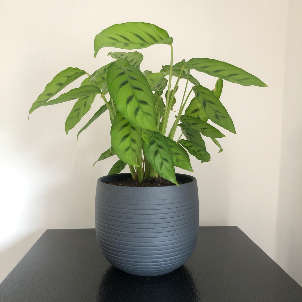 Photo of the plant species Golden Mosaic Plant by @nottodayben named Cathy on Greg, the plant care app