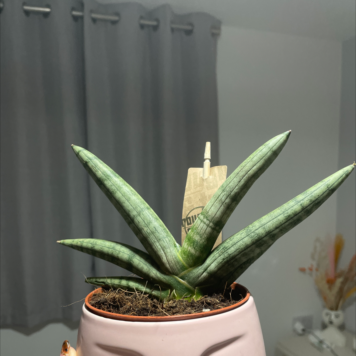 Photo of the plant species Starfish Snake Plant by @Hannahbusby named Medusa on Greg, the plant care app