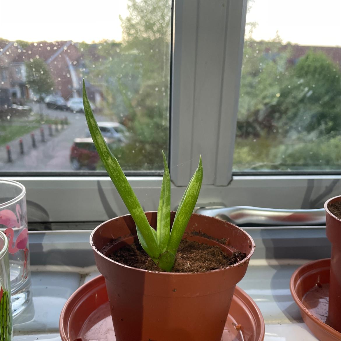 Starfish Snake Plant in a brown pot on a windowsill with visible soil.