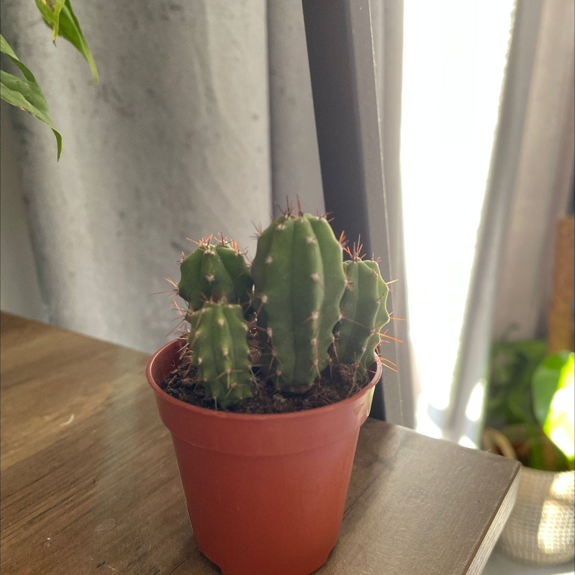 Potted Scarlet Hedgehog Cactus with multiple stems, healthy and well-framed.
