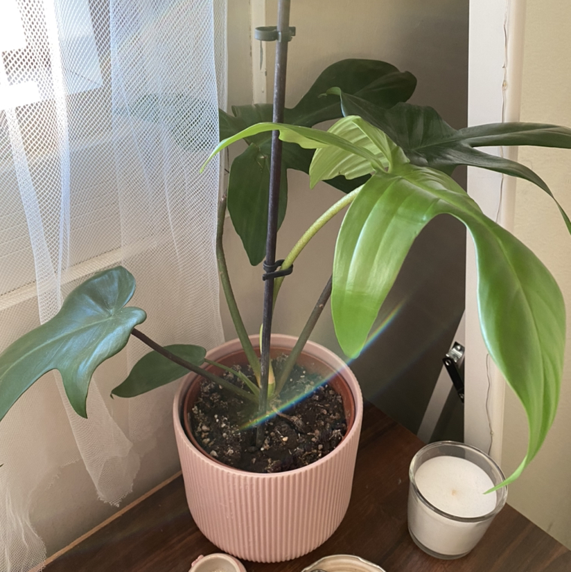 Philodendron Pedatum plant in a pink pot with visible soil, healthy green leaves, and no signs of disease.