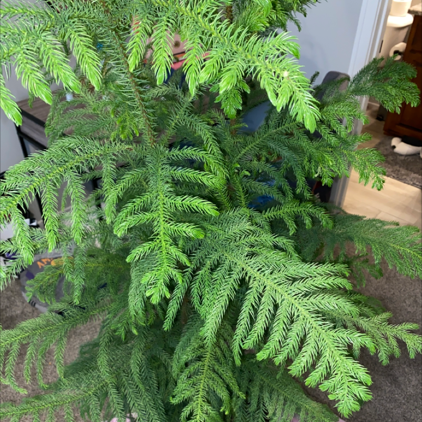 Norfolk Island Pine with lush, green foliage indoors.