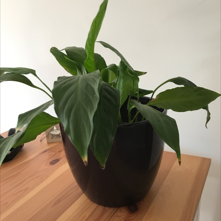 Photo of the plant species Chinese Evergreen by @Hannahgarton named Peter on Greg, the plant care app