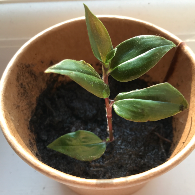Tradescantia 'Green Hill' plant in a pot with visible soil and healthy green leaves.