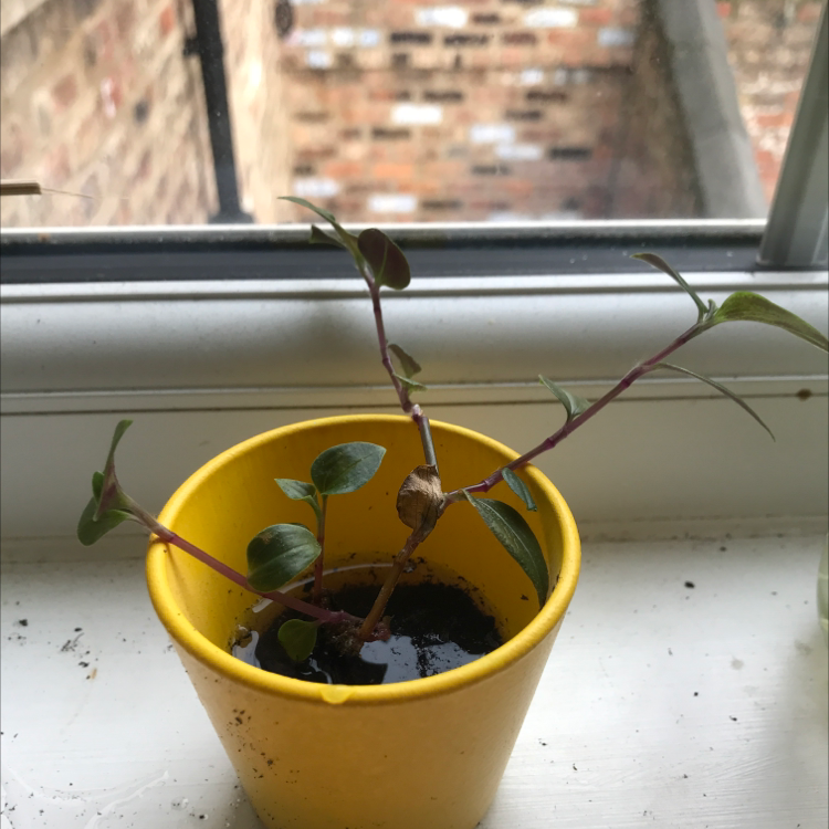 Tradescantia 'Green Hill' plant in a yellow pot on a windowsill with visible soil.