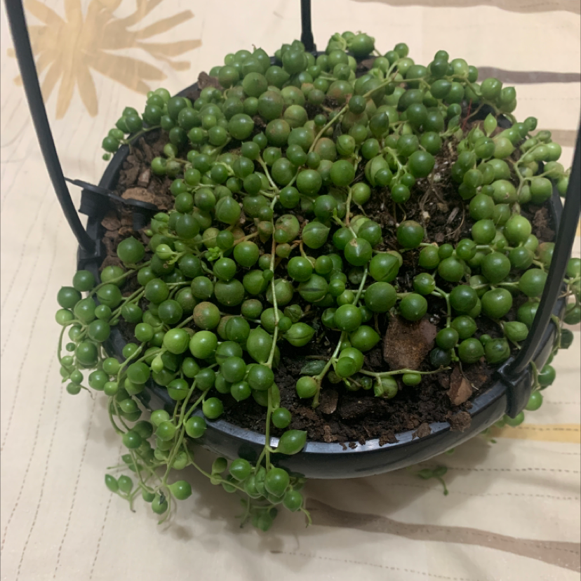 String of Pearls plant photo by Holly named String of pearls on Greg, the plant care app.