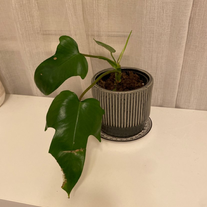 Philodendron 'Florida Ghost' in a pot with healthy green leaves.