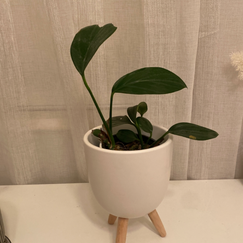 Dragon Tail Plant in a white pot with wooden legs, slight yellowing on one leaf.