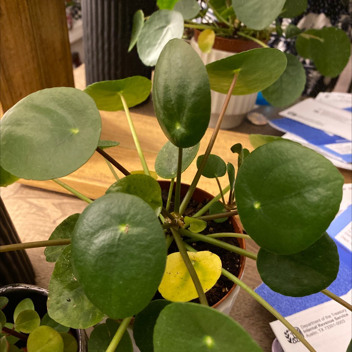 Chinese Money Plant plant photo by Chase named Cha Ching on Greg, the plant care app.