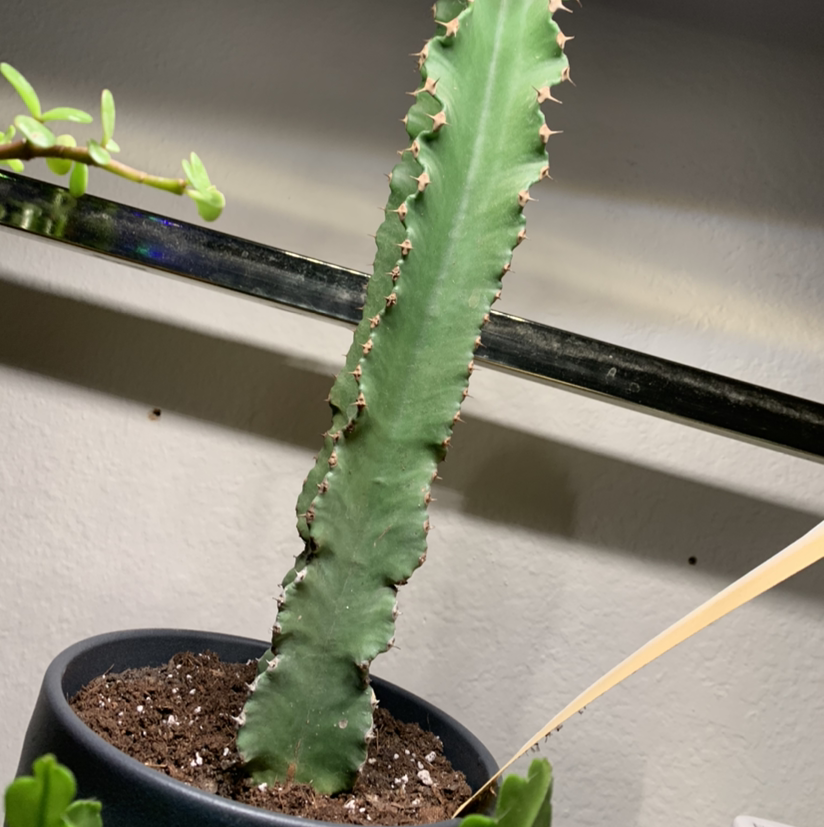 Hedge Cactus in a pot with visible soil, appears healthy.