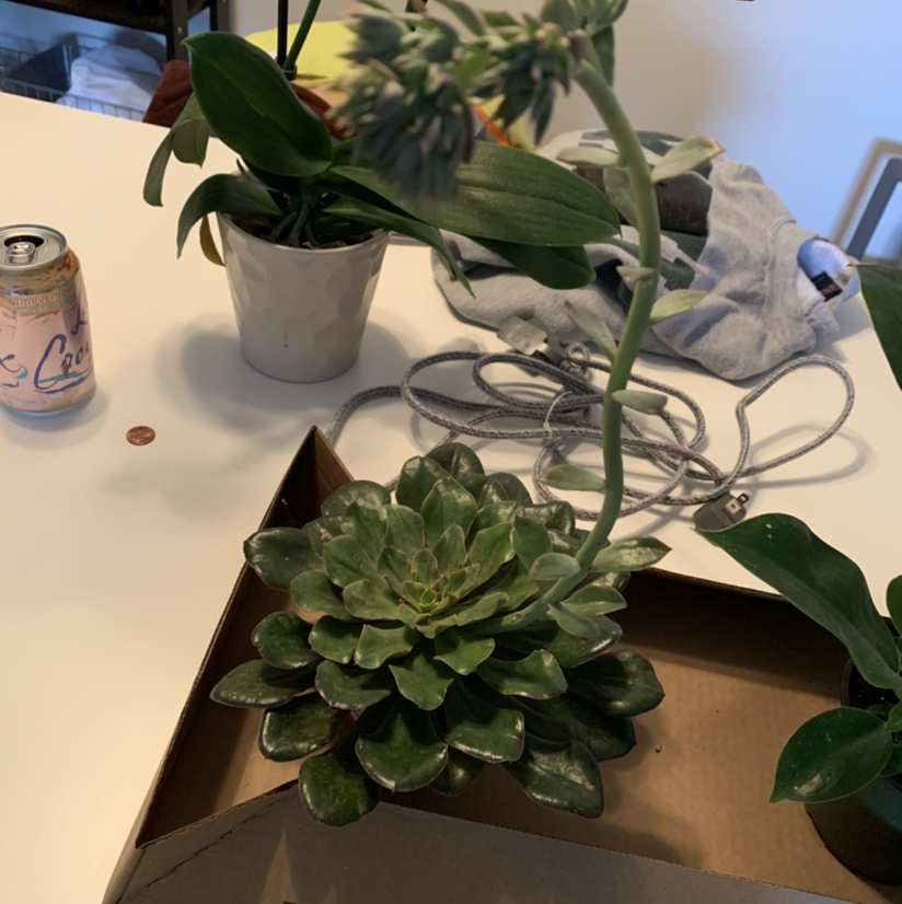 Tree Aeonium plant with a tall flowering stalk, surrounded by other plants and objects on a table.