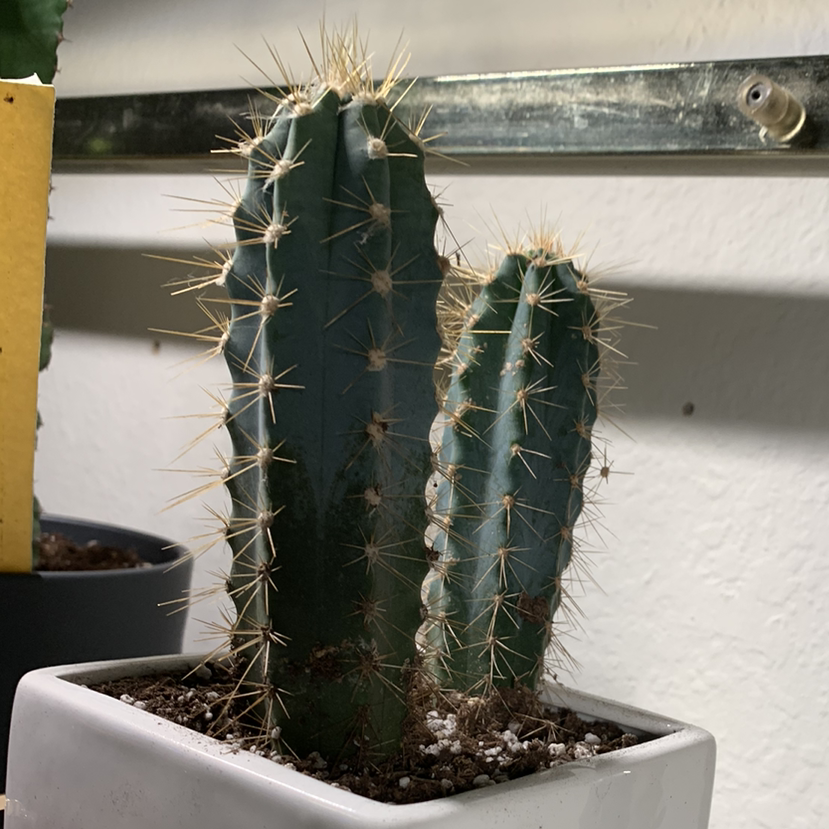 Blue Columnar Cactus in a white pot with visible soil.