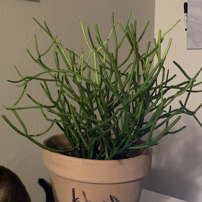 Pencil Cactus (Euphorbia tirucalli) in a pot, healthy green stems, no visible disease.