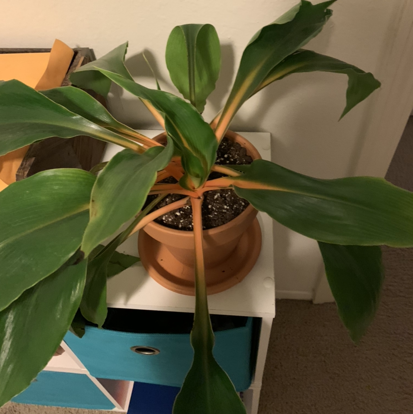 Healthy, thriving Ti plant with large, dark green, glossy leaves growing in a terra cotta pot.