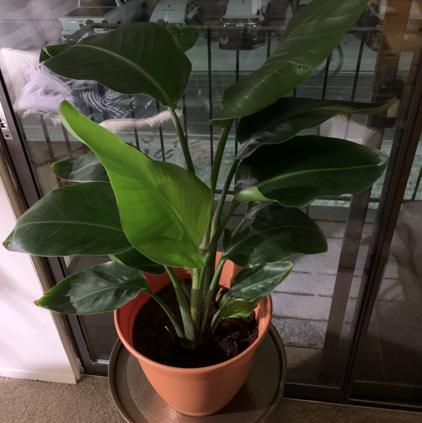 Bird of Paradise plant in a pot indoors near a glass door with healthy green leaves.