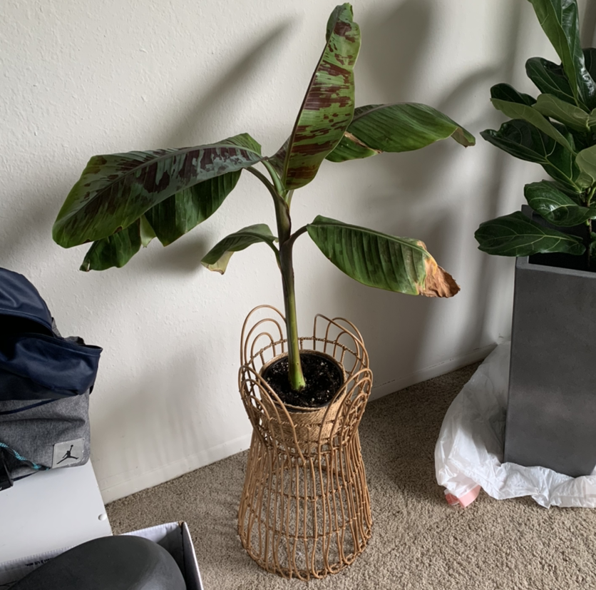 Indoor potted banana plant with some leaf discoloration, placed in a decorative basket.