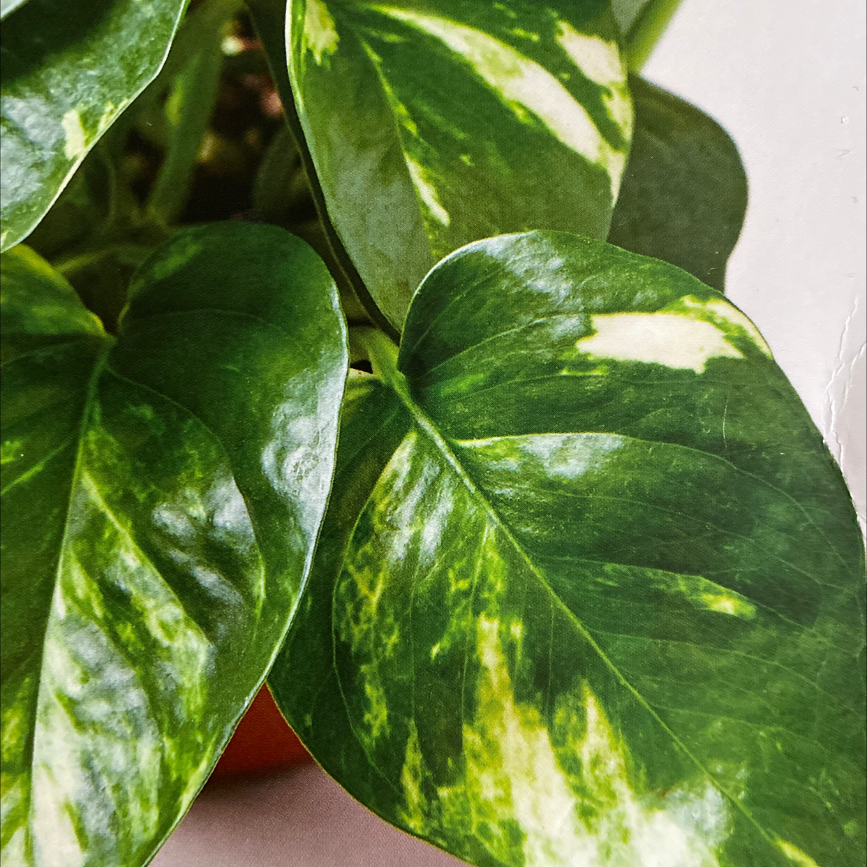 Taro Vine plant photo by @Moonchild214 named Sonora on Greg, the plant care app.
