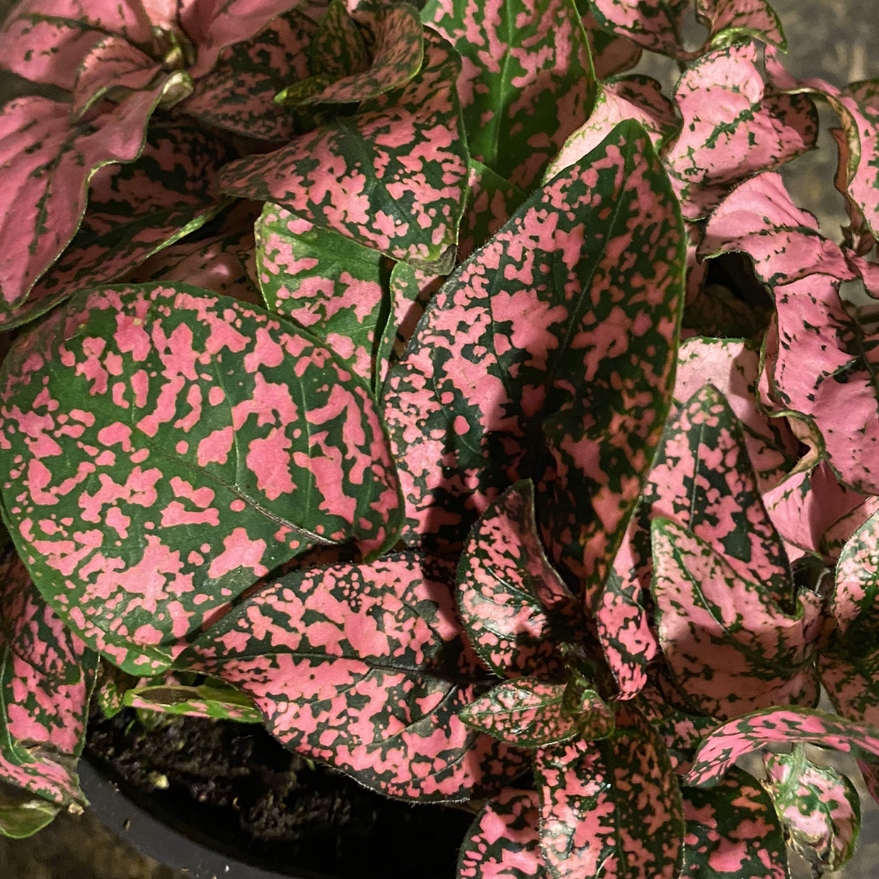 Aglaonema 'Pink Splash' with vibrant pink and green variegated leaves.