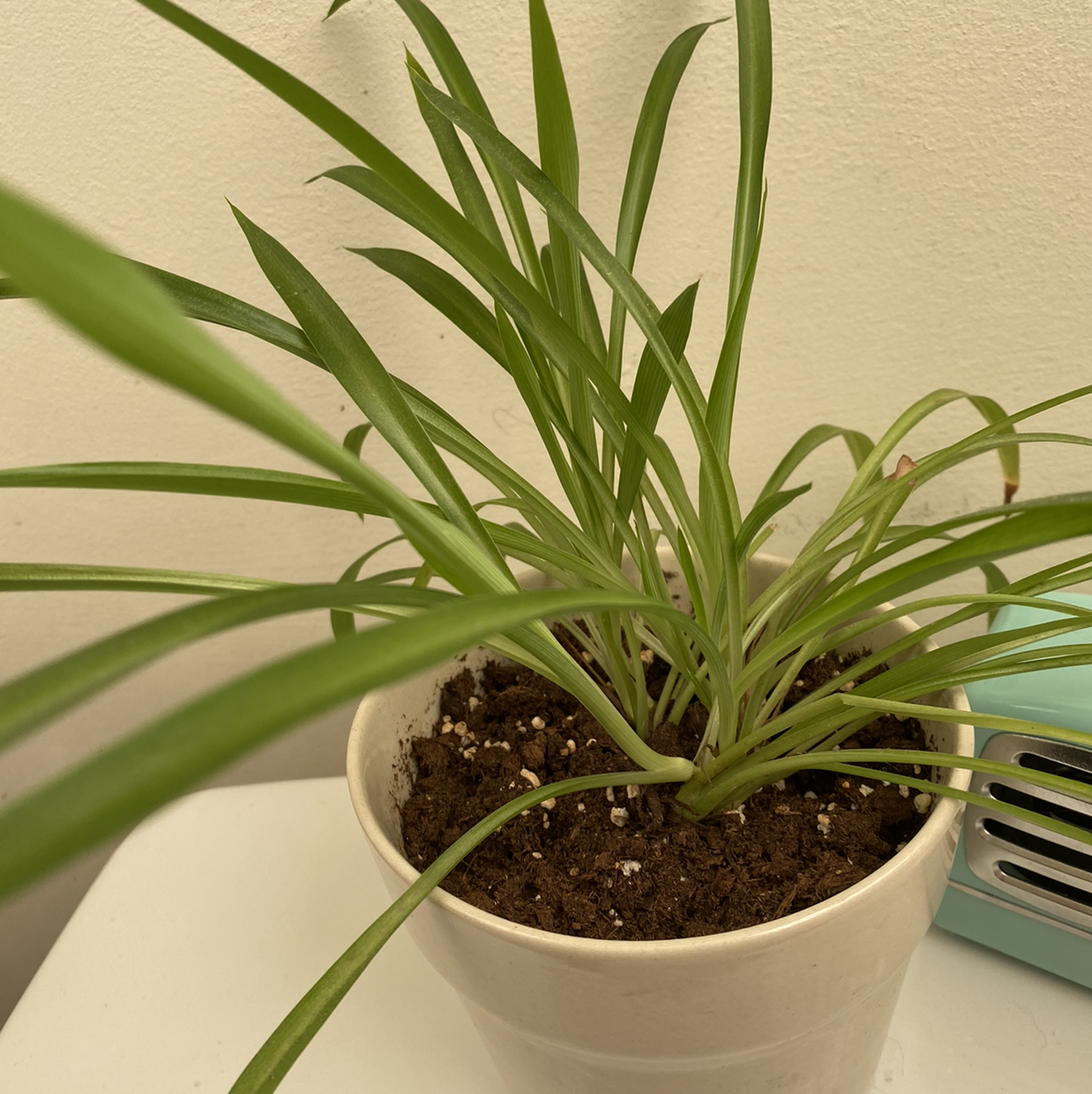 Variegated Spider Plant in a white pot with visible soil, healthy green leaves.
