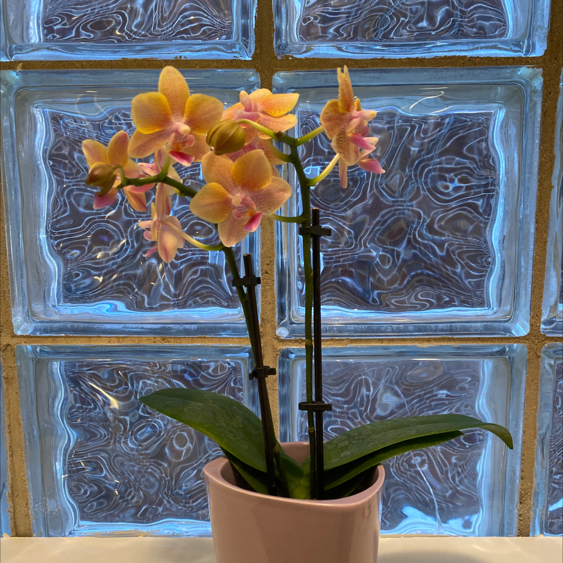 Mini Phalaenopsis Orchid in a pot with flowers and healthy green leaves.