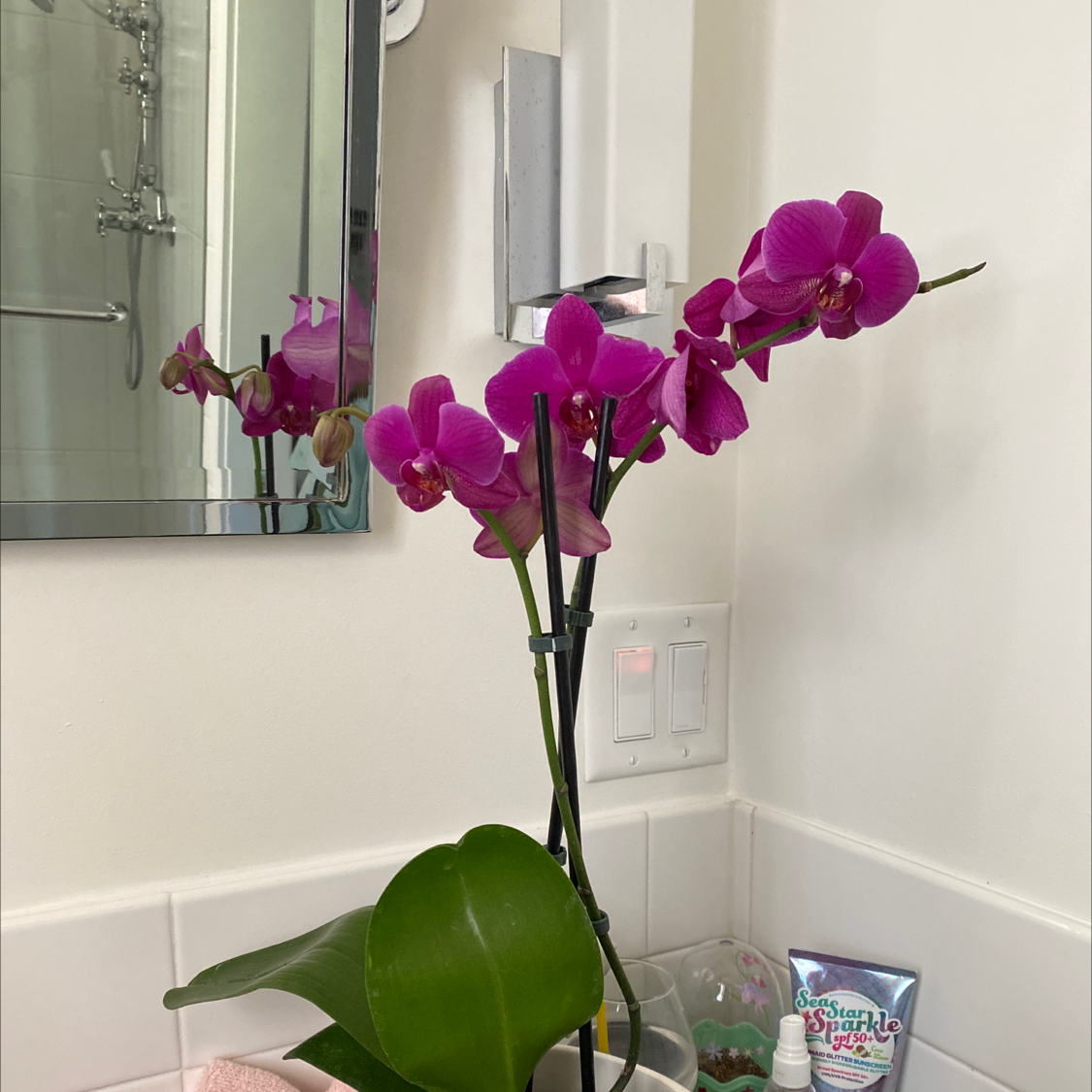 Why Are My Aphrodite's Orchid Leaves Curling?