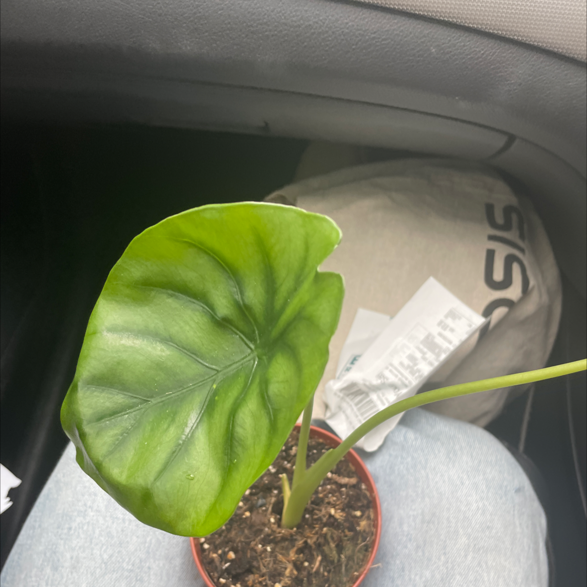 Green Velvet Alocasia plant with one prominent healthy leaf in a pot with visible soil.