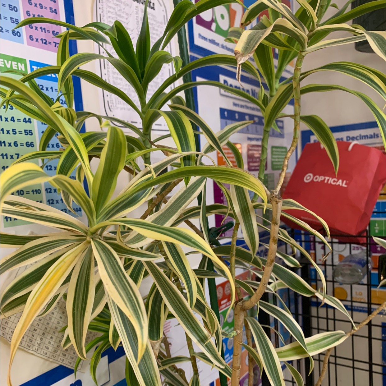 Photo of the plant species Song of India by Jonathon named Song of India on Greg, the plant care app