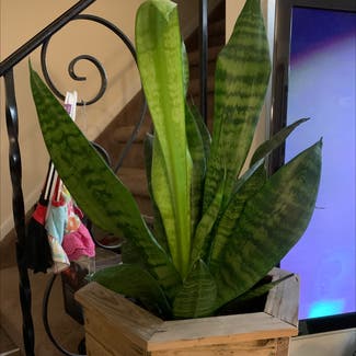 Snake Plant plant in Manville, New Jersey