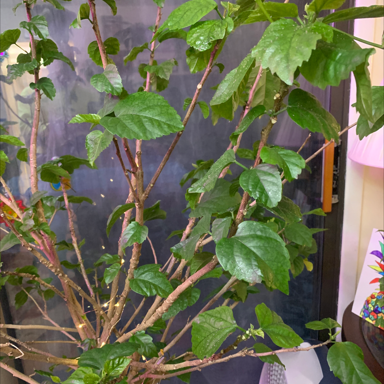 Chinese Hibiscus plant with green leaves and multiple stems, placed indoors near a window.