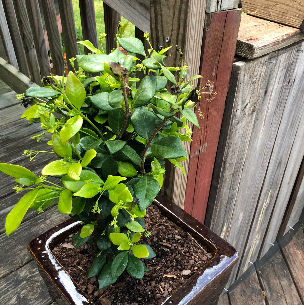 What Should I Do When Star Jasmine Leaves Turn Yellow?