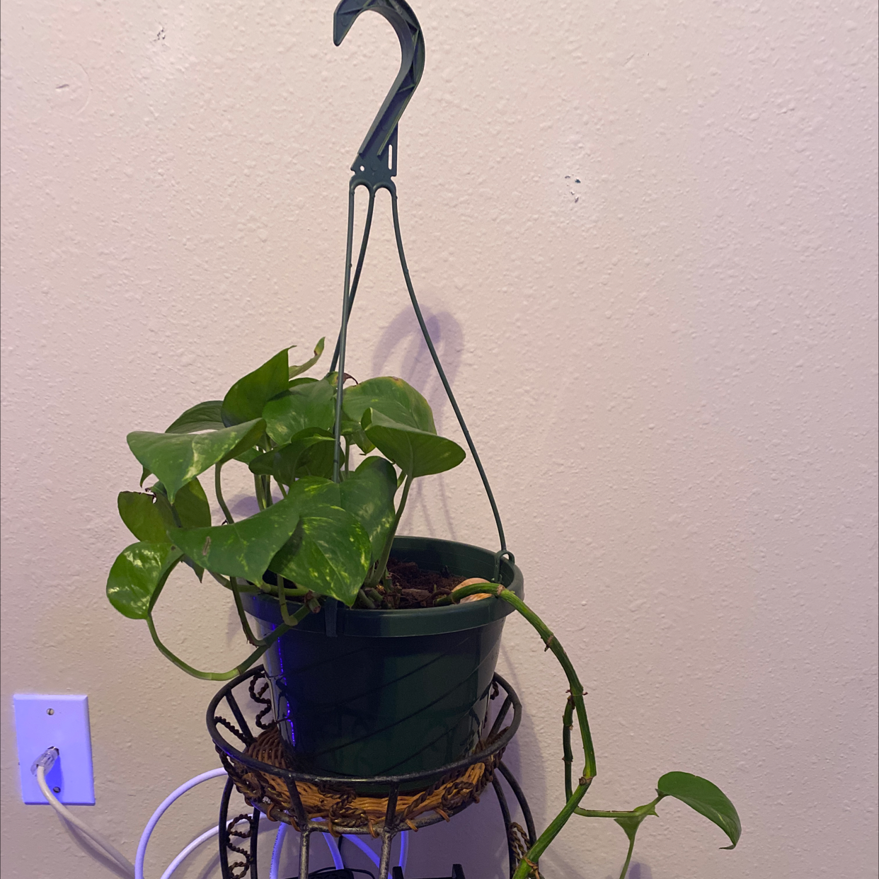 Taro Vine plant photo by @natnattherat named Bella on Greg, the plant care app.