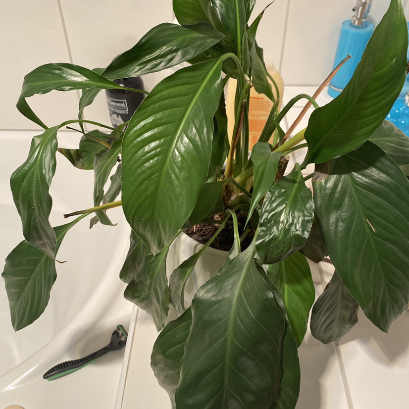 Peace Lily plant photo by @Sassmansgotitgood named Jesús on Greg, the plant care app.