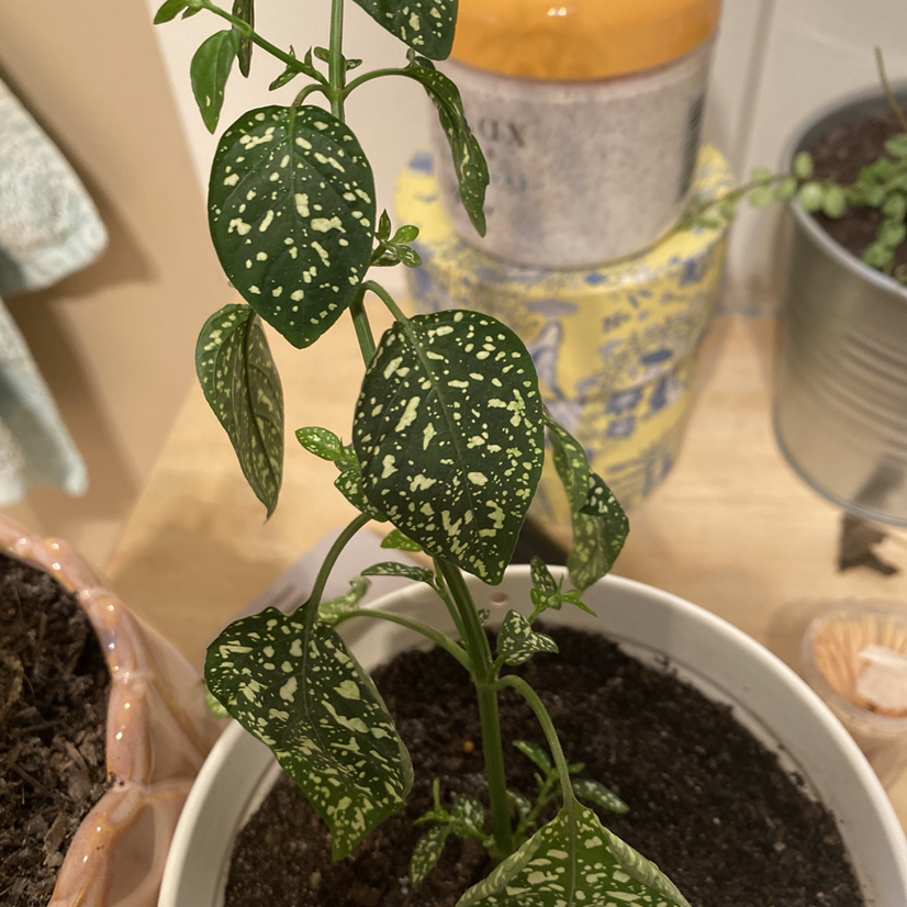 Polka Dot Plant plant photo by @Sassmansgotitgood named Bubbles on Greg, the plant care app.