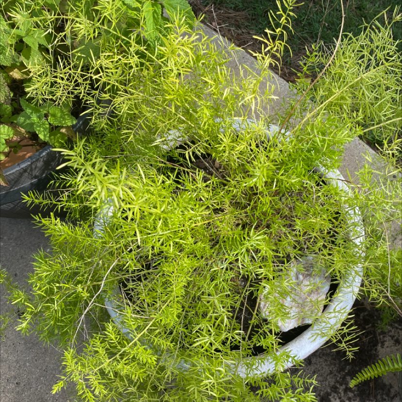 Sprenger's Asparagus plant in a pot with healthy green needle-like leaves.