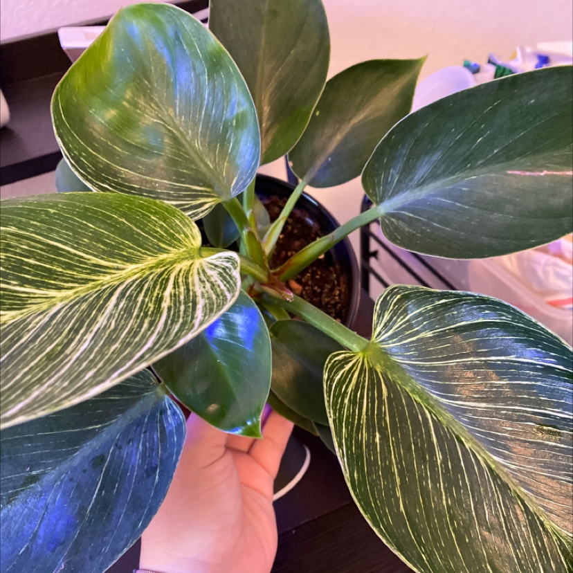 Close-up of a vibrant, healthy Blushing Philodendron plant with variegated green, yellow and pink leaves, held in hands.