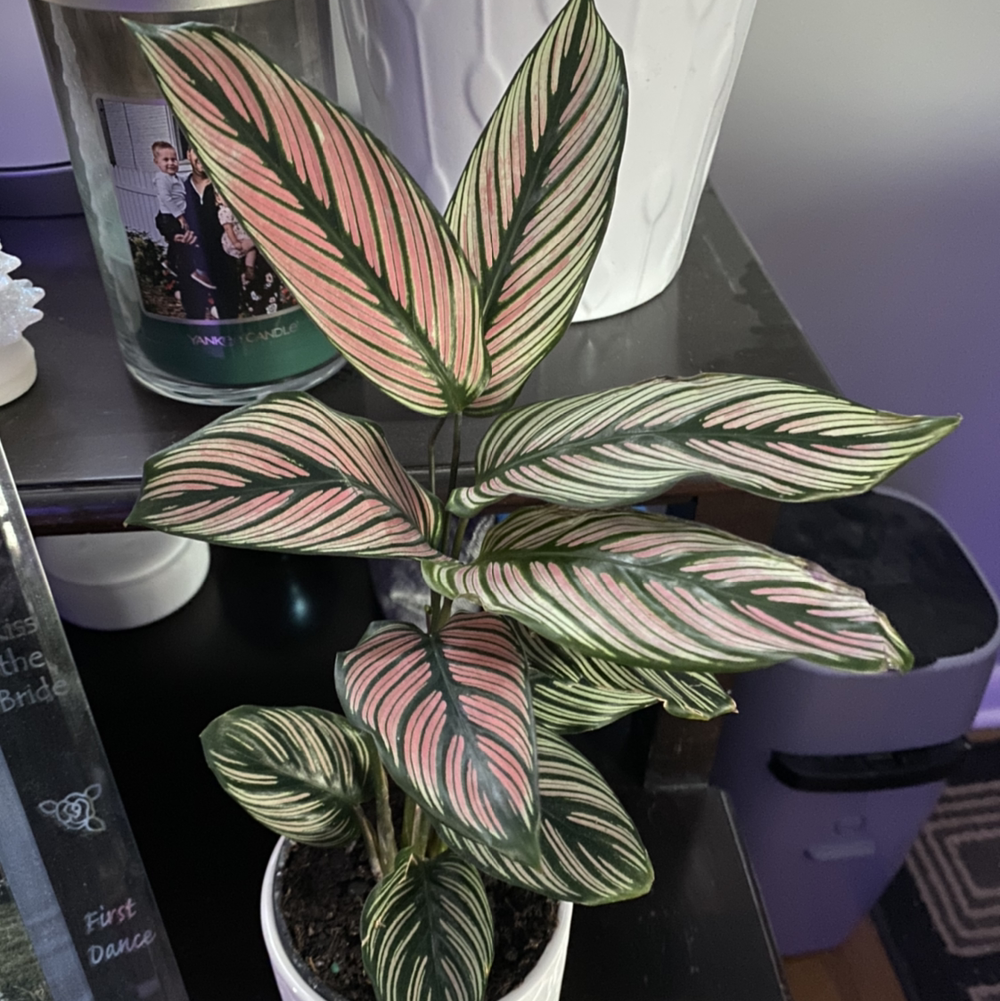 Calathea 'Beauty Star' plant with vibrant, variegated leaves in a white pot.