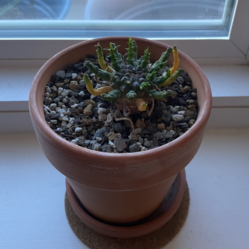 Photo of the plant species Medusa's Head by @ReneeLexx named Medusa on Greg, the plant care app