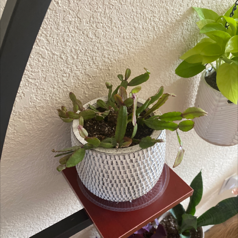 Photo of the plant species Copper Branch by @ReneeLexx named Rhip on Greg, the plant care app