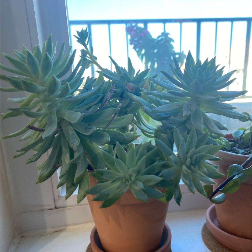 Sedeveria 'Dark Elf' succulent in a terracotta pot near a window with another plant in the background.