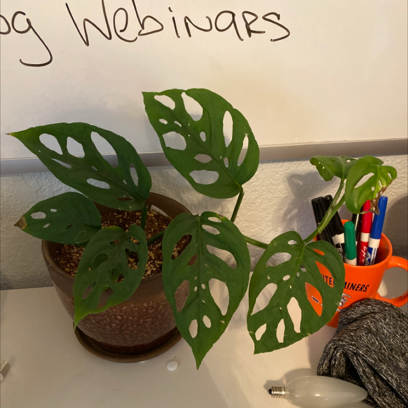 Photo of the plant species Monstera adansonii 'Laniata' by @ReneeLexx named Swiss on Greg, the plant care app