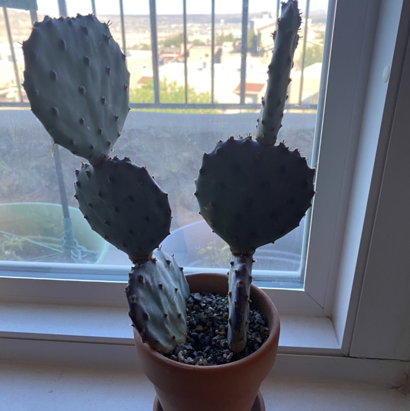 Few-Spined Marble-Seeded Prickly Pear cactus in a pot on a windowsill.